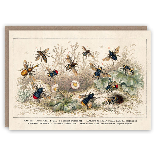 Honey bee greeting card illustrating different types of bee