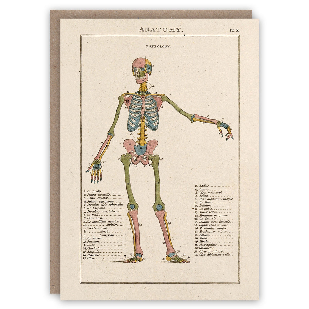 Anatomy the pattern book