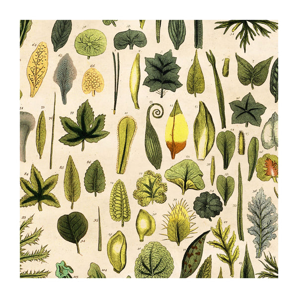Detail from wrapping paper illustrating types of leaves