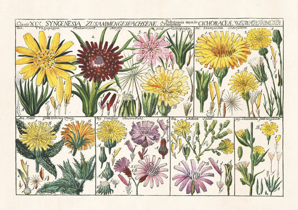 Flower Varieties – Set of Greeting Cards and Notecards