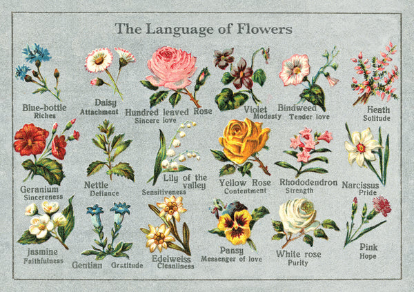 Flower Varieties – Set of Greeting Cards and Notecards