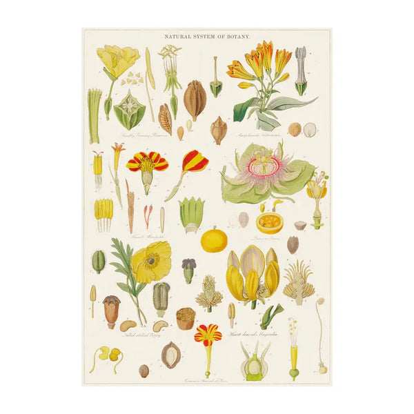 Plants, Trees & Botanicals – Greeting cards and gift wrap set