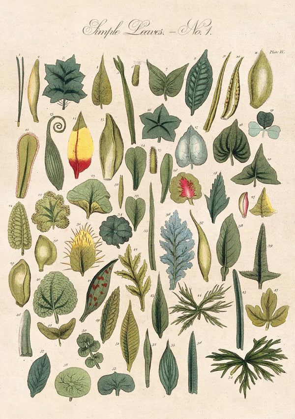 Plants, Trees & Botanicals – Greeting cards and gift wrap set