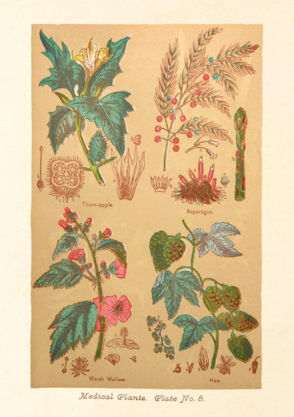 Plants, Trees & Botanicals – Greeting cards and gift wrap set