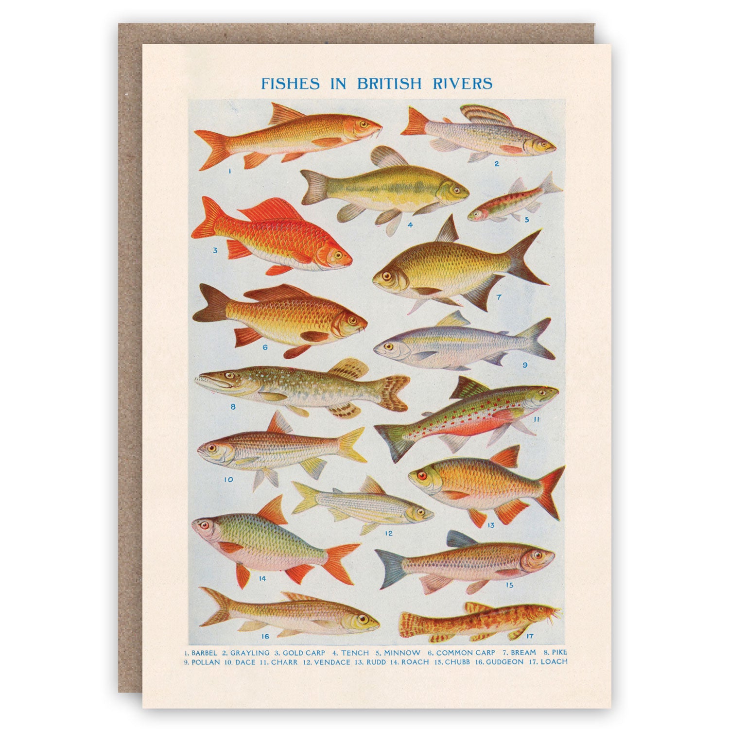 Fishes in British Rivers – The Pattern Book - Main Image