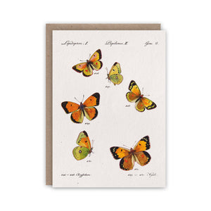 Butterfly greeting card