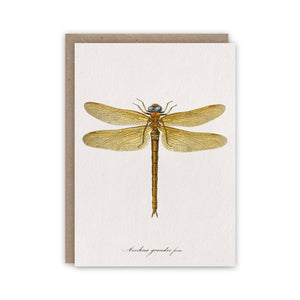 Dragonfly notecard