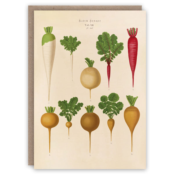 Card illustrating varieties of radish on a beige background
