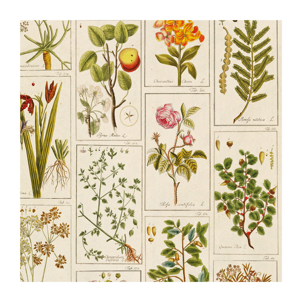 Medicinal Plants poster-wrap