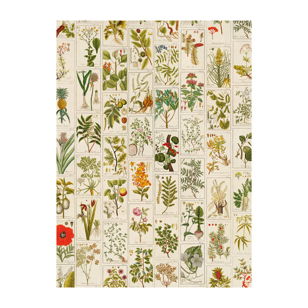 Medicinal Plants poster-wrap