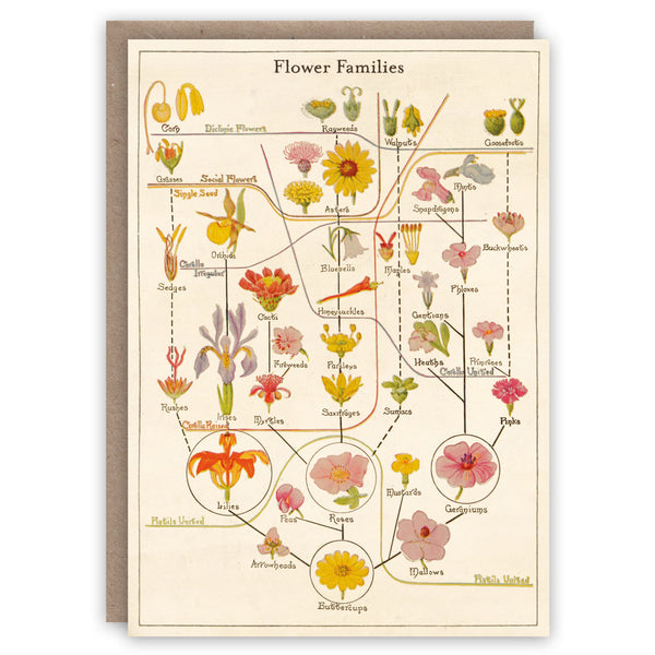 Flower families chart on a greeting card with a beige background