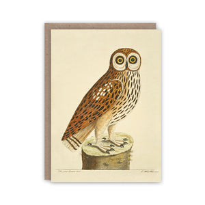 Note card illustrating a great brown owl