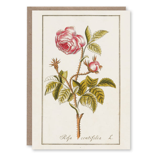 Greeting card with a botanical engraving of a pink rose by German pharmacist Johannes Zorn, circa 1796, courtesy Wellcome Library
