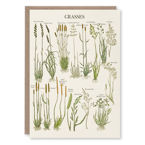 Greeting card with a botanical illustration of grass species adapted from GF Shaw's Elements of Botany, 1817, Wellcome Collection
