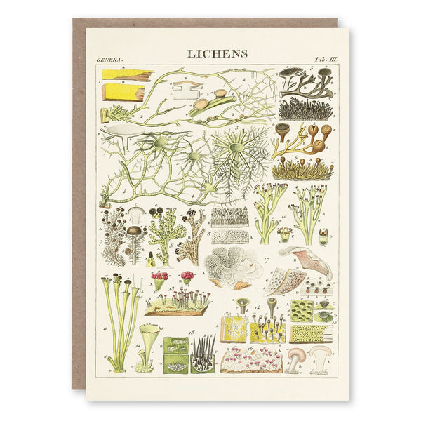 Greeting card with a botanical illustration of lichen species adapted from Antoine Fée's 1824 essay on exotic medicinal barks, Smithsonian Libraries