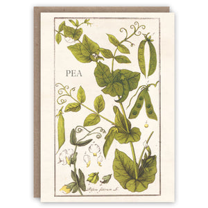 Botanical greeting card illustrating a pea plant and its pods and flowers