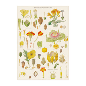 Poster featuring vintage botanical illustrations