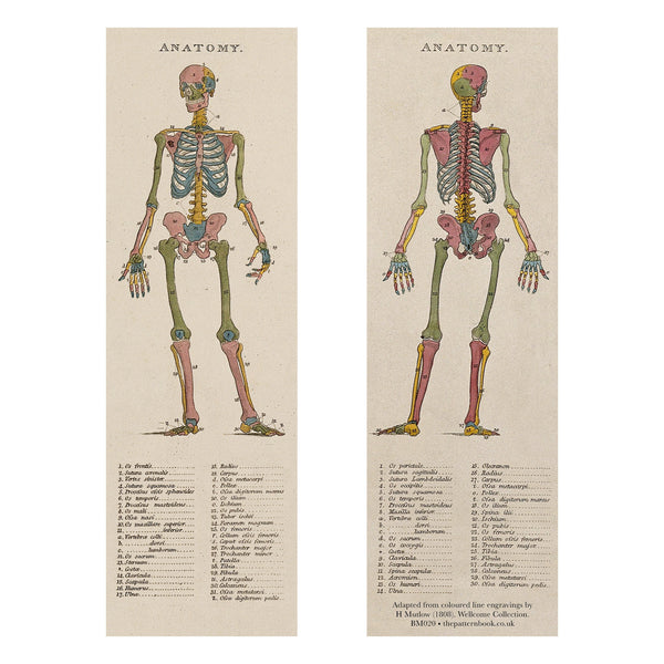 Bookmark with anatomical pictures of a skeleton, front and back, with text keys to the different bones. 