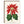 Poinsettia Christmas card with botanical name.