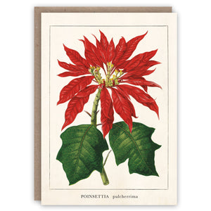 Poinsettia Christmas card with botanical name.